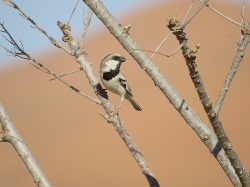 Desert Sparrow